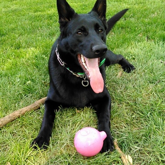 Meet your Posher, Laura - @nikitadoggies - Picture 4 of 7